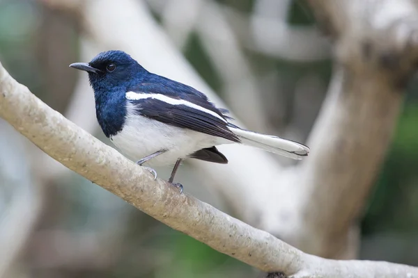 Bird Nature Daytime — Stock Photo, Image