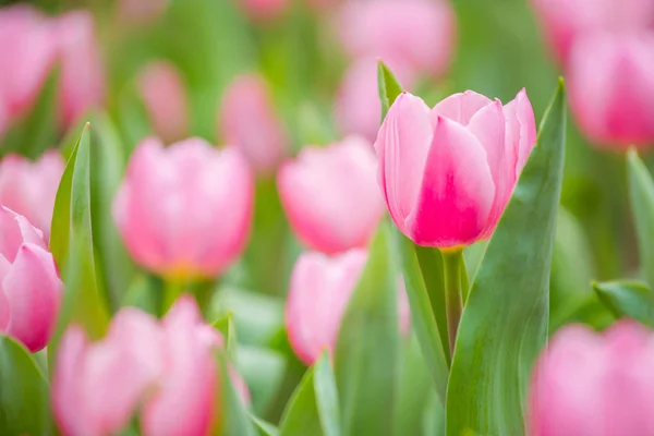 Beautiful Tulip Flowers Blurred Background — Stock Photo, Image