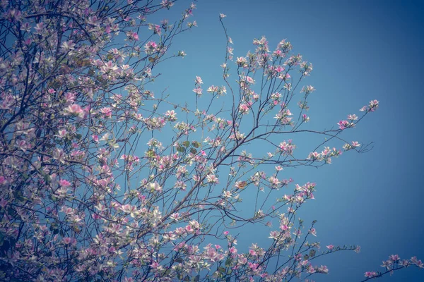 昼間は青い空を背景に開花ツリー — ストック写真