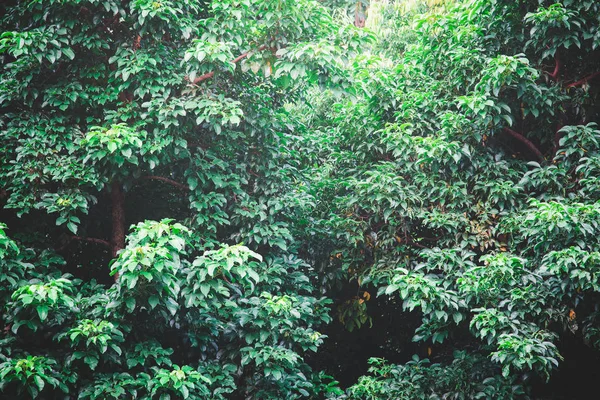 Folhas Verdes Contra Céu Azul — Fotografia de Stock