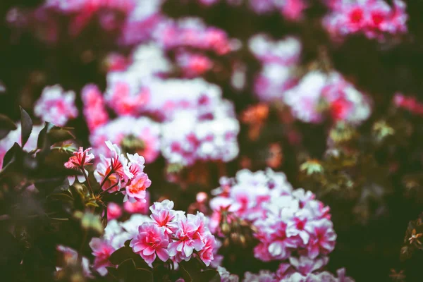 昼間は自然の中の花 — ストック写真