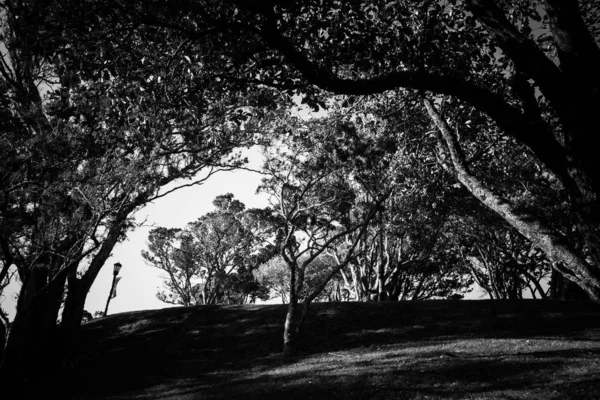 Árboles Durante Día Imagen Blanco Negro — Foto de Stock