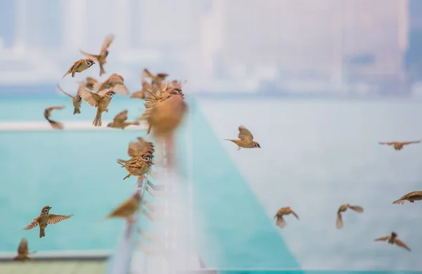 Vögel Der Natur Tagsüber — Stockfoto