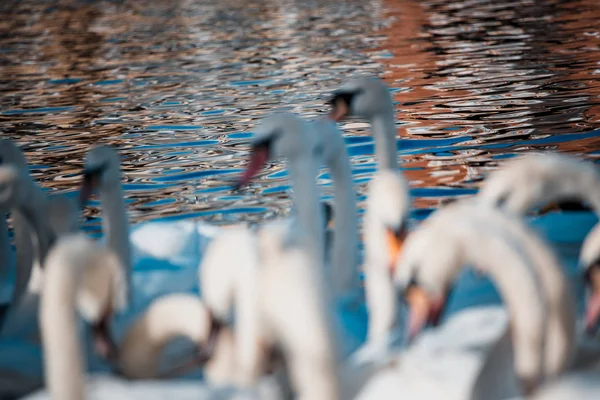 Les Cygnes Affluent Sur Lac Pendant Journée — Photo