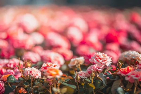 昼間は自然の中の花 — ストック写真