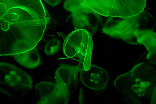 Jelly Fish Color Lighting — Stock Photo, Image