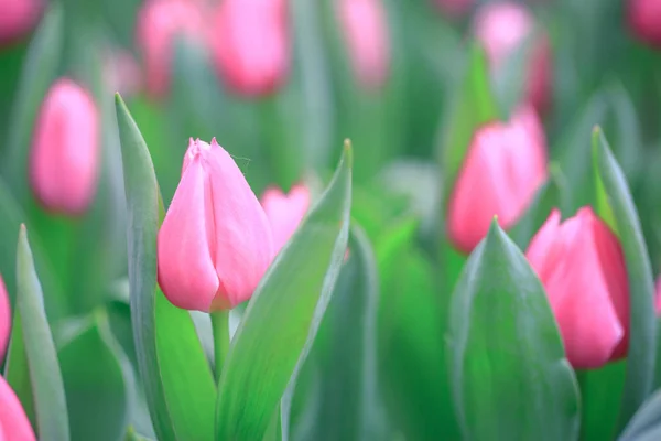 Flowers Nature Daytime — Stock Photo, Image