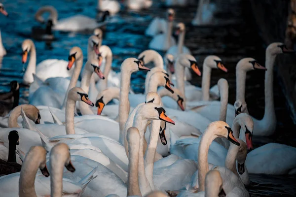 Svanar Flock Sjön Dagtid — Stockfoto