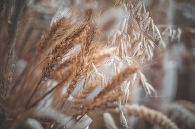 Gündüz sırasında arka plan bulanık buğday