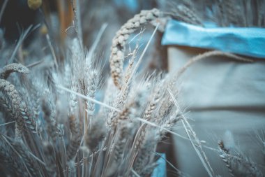 Gündüz sırasında arka plan bulanık buğday