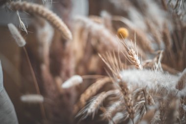 Gündüz sırasında arka plan bulanık buğday