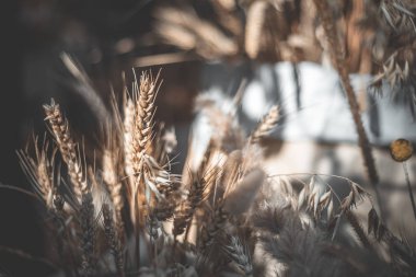 Gündüz sırasında arka plan bulanık buğday