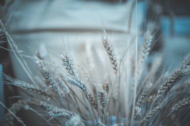 Gündüz sırasında arka plan bulanık buğday