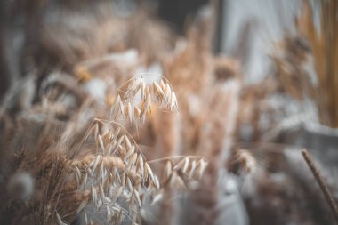 Gündüz sırasında arka plan bulanık buğday