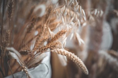 Gündüz sırasında arka plan bulanık buğday