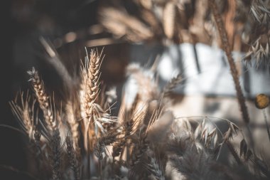Gündüz sırasında arka plan bulanık buğday
