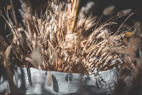 Gündüz Sırasında Arka Plan Bulanık Buğday — Stok fotoğraf