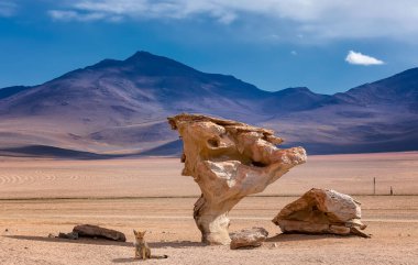 Vahşi And tilkisi ve Taş Ağacı ya da Arbol de piedra, Eduardo Avaroa Andean Ulusal Rezervi 'ndeki Siloli Çölü' nde rüzgarın yarattığı ünlü taş kaya oluşumu. Bolivya 'da. Sourh Amerika