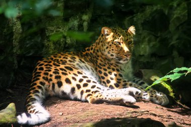 Amur leoparı ormanda bir taşın üzerinde yatıyor. Bir hayvanın yakın fotoğrafını çek. Seçici odak