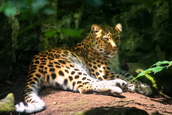 Amour Léopard Repose Sur Une Pierre Dans Forêt Photo Rapprochée — Photo