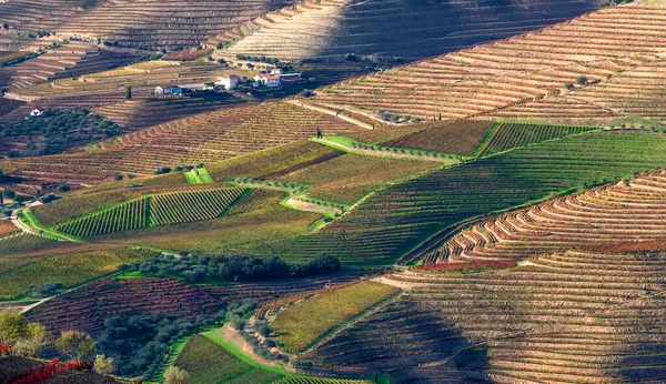 Vista Aérea Dos Terraços Das Vinhas Das Oliveiras Vale Douro — Fotografia de Stock