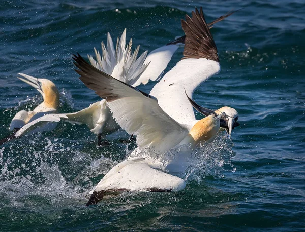 Northern Gannets Fishing North Sea Bempton Cliffs Close Photo Seabirds — Stock Photo, Image