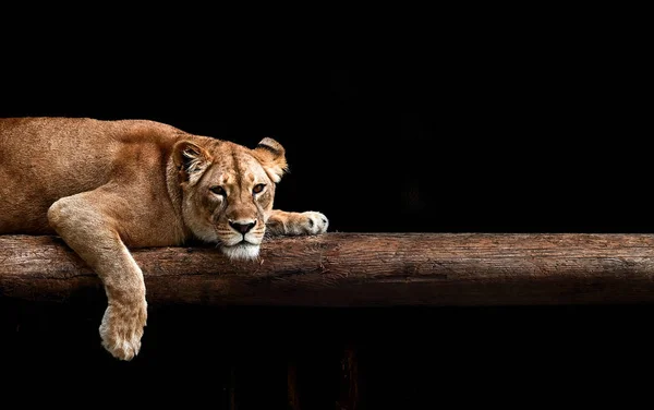 Lioness Portrait Dark — Stock Photo, Image