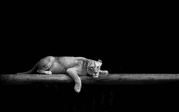 Lioness Dark — Stock Photo, Image