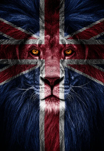 Portrait of a Beautiful lion, lion in dark. Portrait of a leader. king. Portrait of a lion with a projection of the flag of great Britain