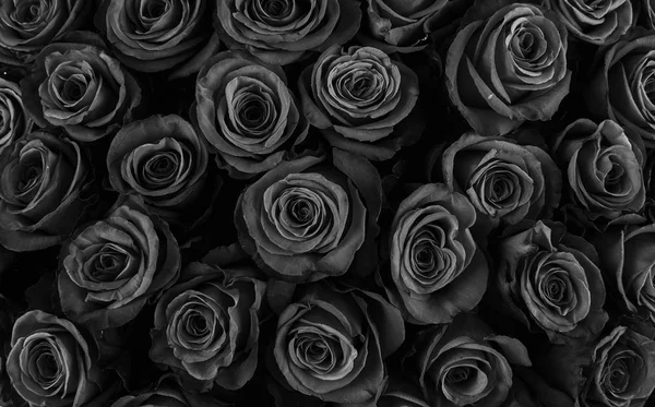 Természetes Rózsa Háttér Virágos Háttér — Stock Fotó