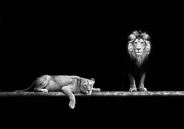 Λιοντάρι Και Λέαινα Οικογένεια Ζώων Πορτρέτο Στο Σκοτάδι Μετά Σεξ — Φωτογραφία Αρχείου