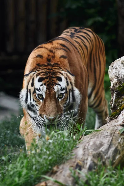 Σιβηρική Τίγρη Panthera Τίγρη Altaica Επίσης Γνωστός Τίγρης Amur — Φωτογραφία Αρχείου