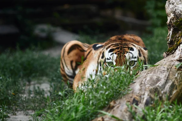 Tigre Siberiano Panthera Tigris Altaica También Conocido Como Tigre Amur — Foto de Stock