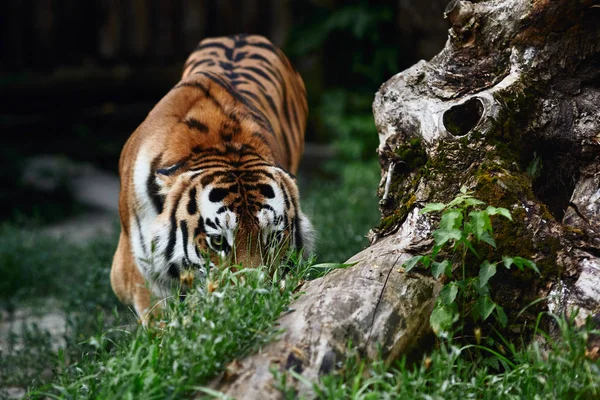 Сибирский Тигр Panthera Tigris Altaica Известный Амурский Тигр — стоковое фото