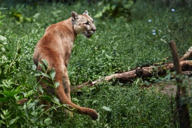 Portrait of Beautiful Puma. Cougar, mountain lion, puma, panther, striking pose, scene in the woods, wildlife America clipart