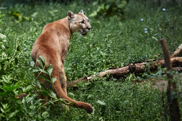 Retrato Belo Puma Cougar Leão Montanha Puma Pantera Pose Impressionante — Fotografia de Stock