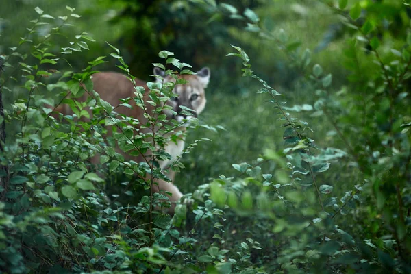 Ritratto Beautiful Puma Cougar Puma Pantera Posa Impressionante Scena Nel — Foto Stock