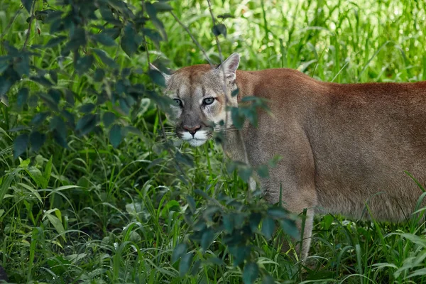 Ritratto Beautiful Puma Cougar Puma Pantera Posa Impressionante Scena Nel — Foto Stock