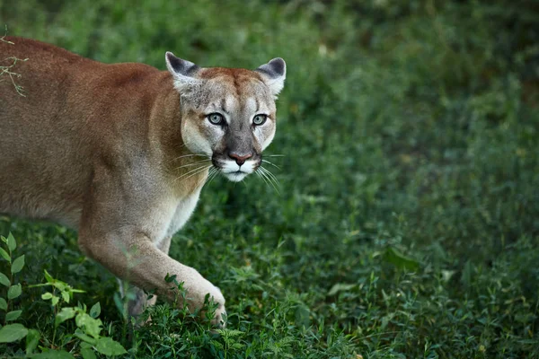 Portrait Beautiful Puma Cougar Mountain Lion Puma Panther Striking Pose — Stock Photo, Image