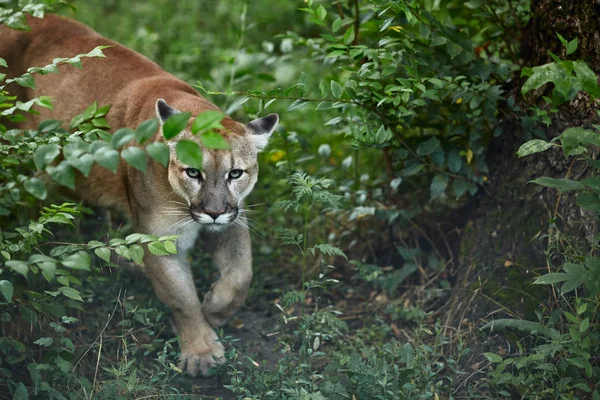 Portrait Beautiful Puma Cougar Mountain Lion Puma Panther Striking Pose — Stock Photo, Image