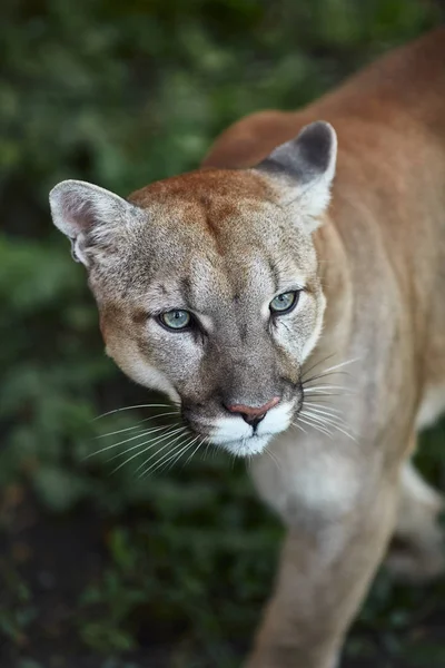 美しいプーマの肖像画 クーガー マウンテン ライオン ピューマ 印象的なポーズ アメリカ野生動物 森の中のシーン — ストック写真