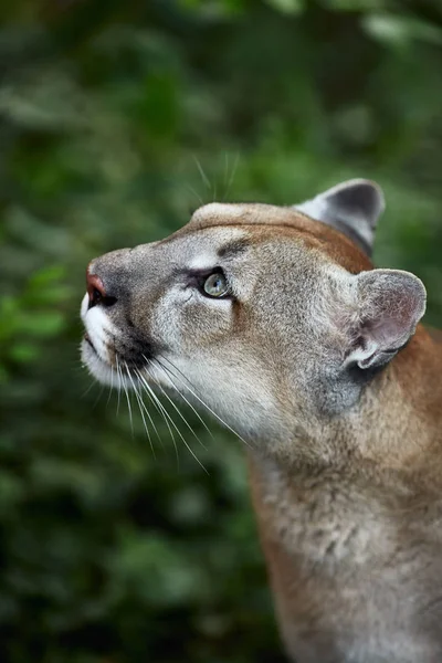 Gyönyörű Puma Portréja Cougar Hegyi Oroszlán Puma Panther Feltűnő Jelent — Stock Fotó