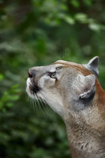 Portrait Beautiful Puma Cougar Mountain Lion Puma Panther Striking Pose — Stock Photo, Image