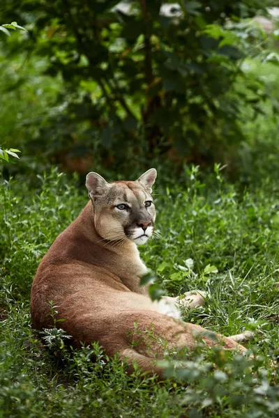 Retrato Belo Puma Cougar Leão Montanha Puma Pantera Pose Impressionante — Fotografia de Stock