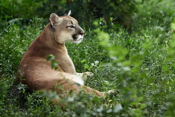 Πορτρέτο Του Όμορφη Puma Γυναίκα Αρπακτικό Λιοντάρι Βουνό Puma Πάνθηρα — Φωτογραφία Αρχείου