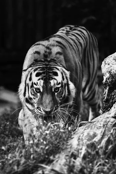 Tigre Siberiano Panthera Tigris Altaica Também Conhecido Como Tigre Amur — Fotografia de Stock