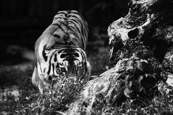 Tigre Sibérie Panthera Tigris Altaica Également Connu Sous Nom Tigre — Photo