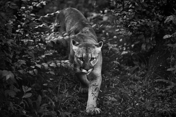 Porträt Des Schönen Puma Puma Berglöwe Puma Panther Markante Pose — Stockfoto