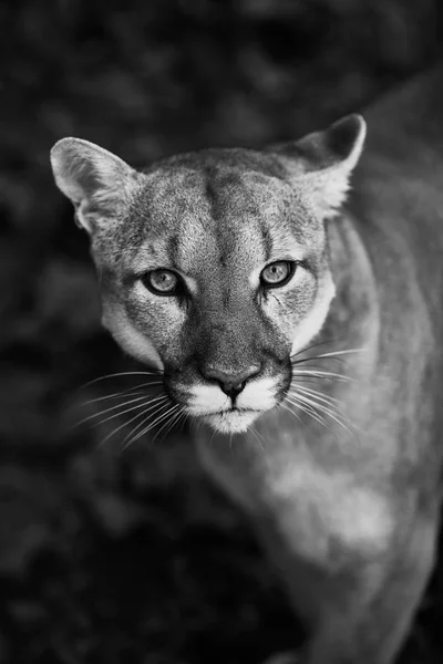 Portrait Beautiful Puma Cougar Mountain Lion Puma Panther Striking Pose — Stock Photo, Image