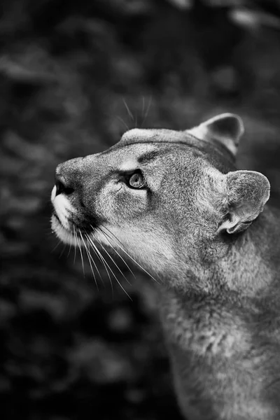 Portrait Beautiful Puma Cougar Mountain Lion Puma Panther Striking Pose — Stock Photo, Image